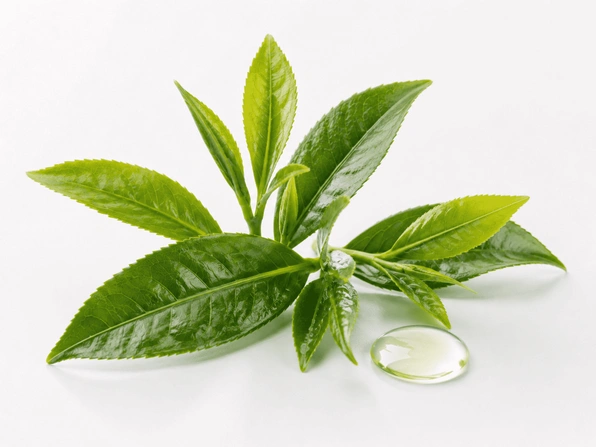 Camellia Sinensis fresh organic green tea leaves
